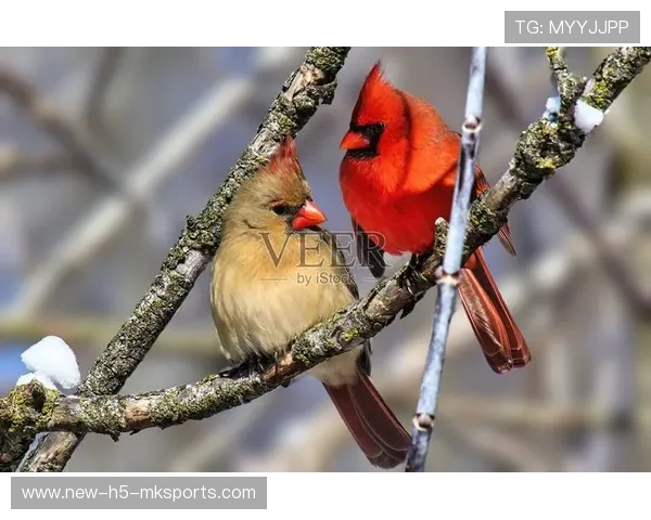 红雀球迷都看麻了，进攻线完全崩盘，红雀是啥